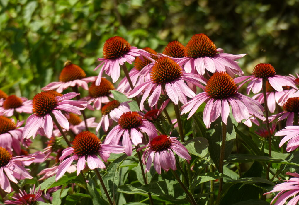 Echinacea Benefits