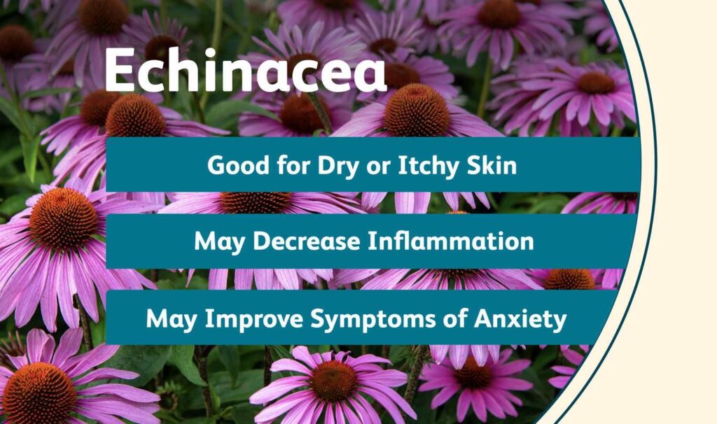 Echinacea Benefits